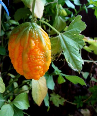  Fruit
